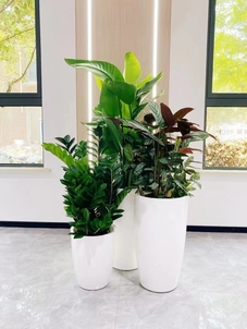 了解慈溪植物出租，轻松营造梦幻绿色空间